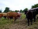 DSC01839.JPG