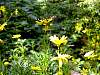 dsc05001.jpg